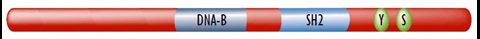 Stat3 Proteins